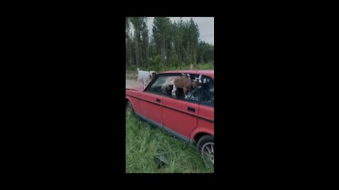 Baby Mountain Goats Racing on a Car