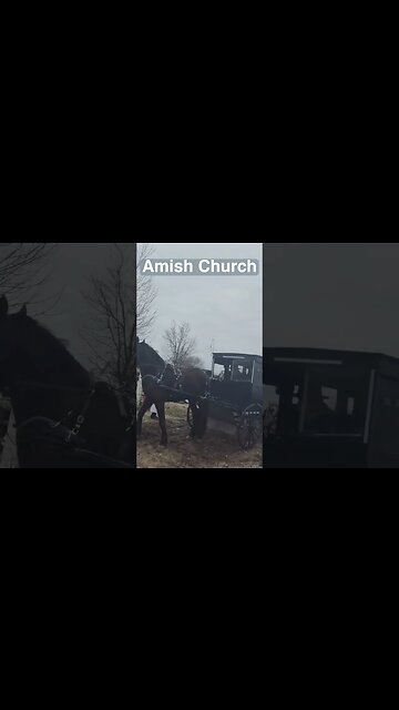 Amish Buggies Loading Up. Horses are ready! #amishbuggyhorse