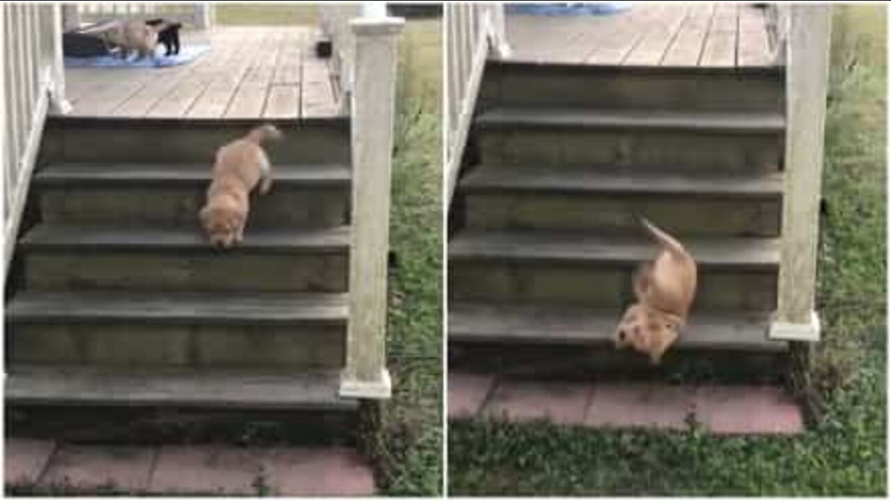 A queda mais atrapalhada de um filhote de labrador