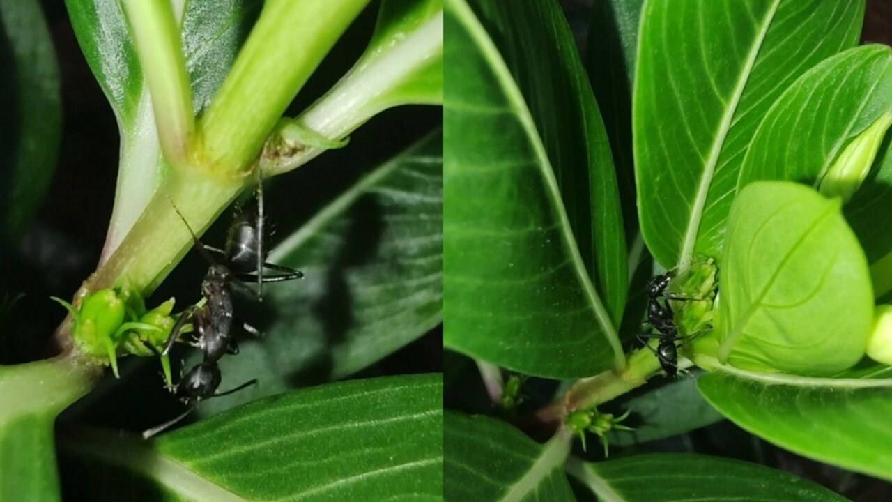 Ant on the Flowers