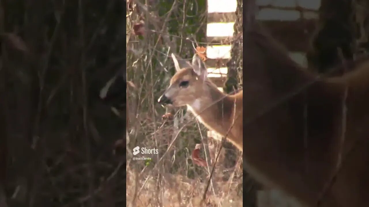 deer at Chickamauga Battlefield