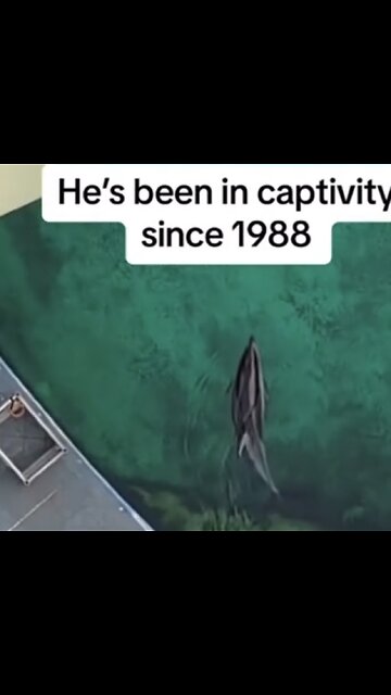 New Drone Footage of Dolphin Abuse in Miami Seaquarium