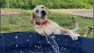 Ce chien maladroit passe par dessus le rebord de la piscine