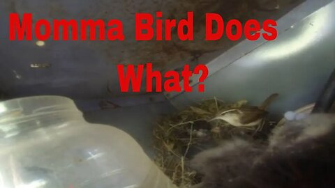 how does the momma bird keep nest clean