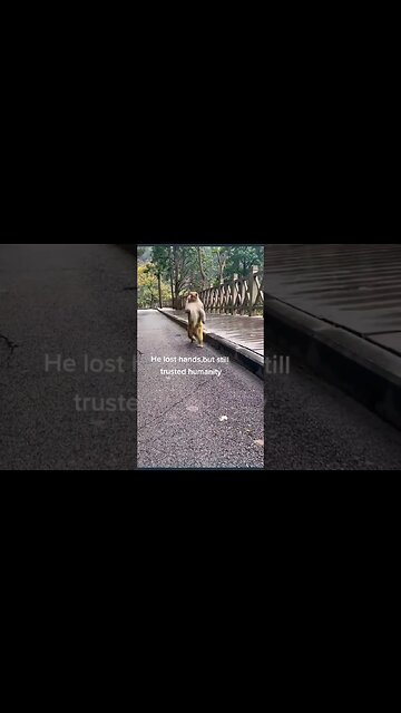 Best friendship a monkey with human ❤️ #monkey