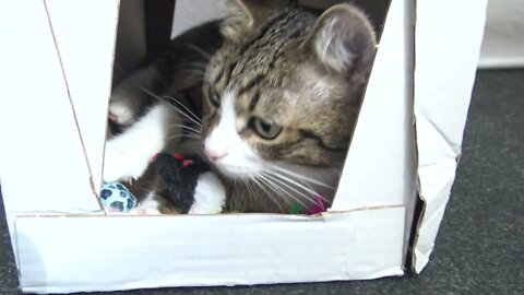 Adorable Little Cat Plays in His 3 Storey House