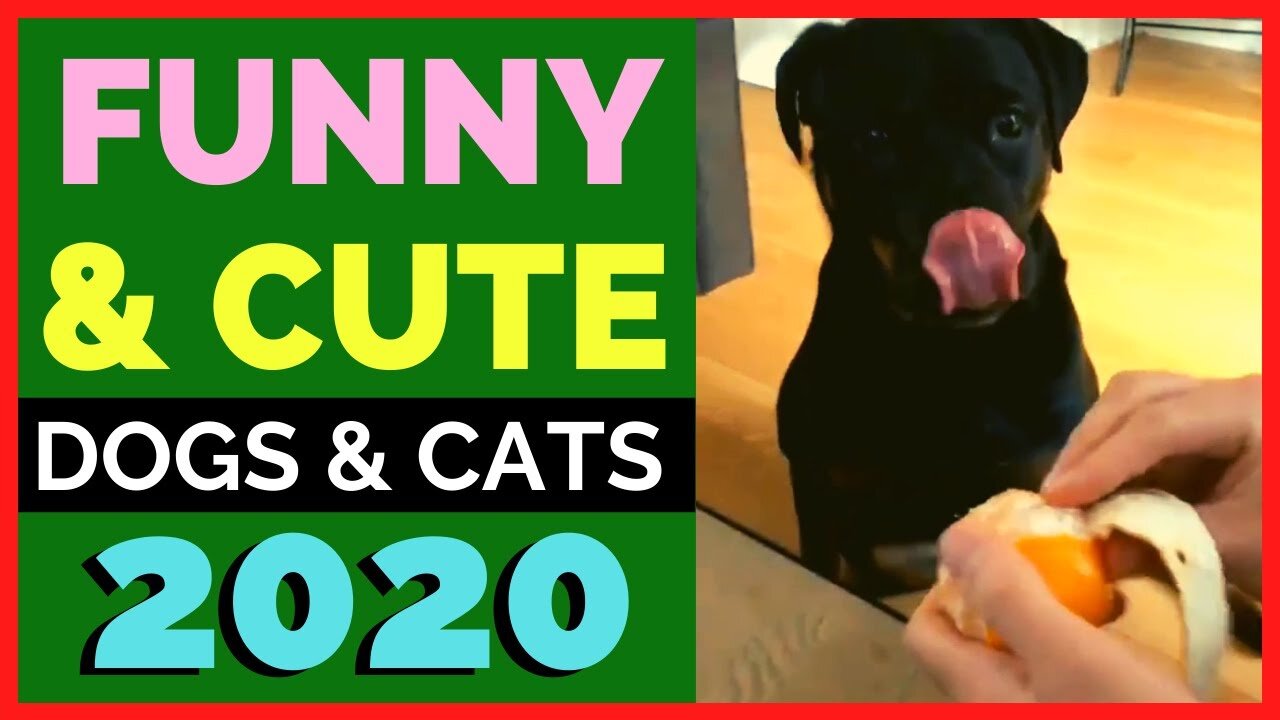 Funny and Cute Dogs and Cats Compilation 2021