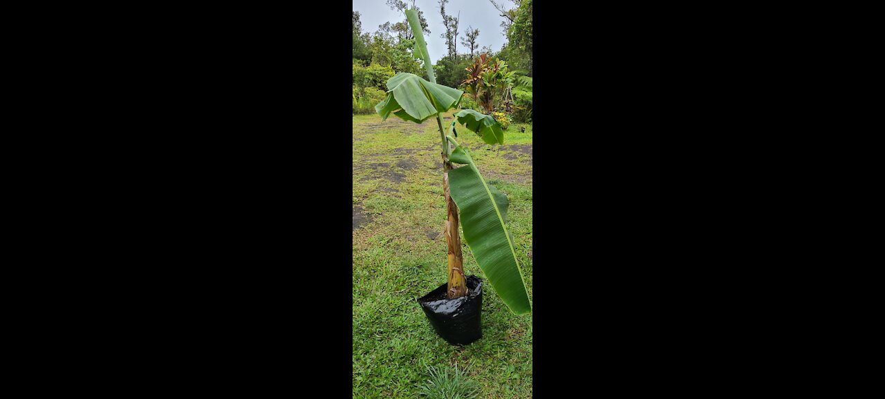 Banana Garden Project