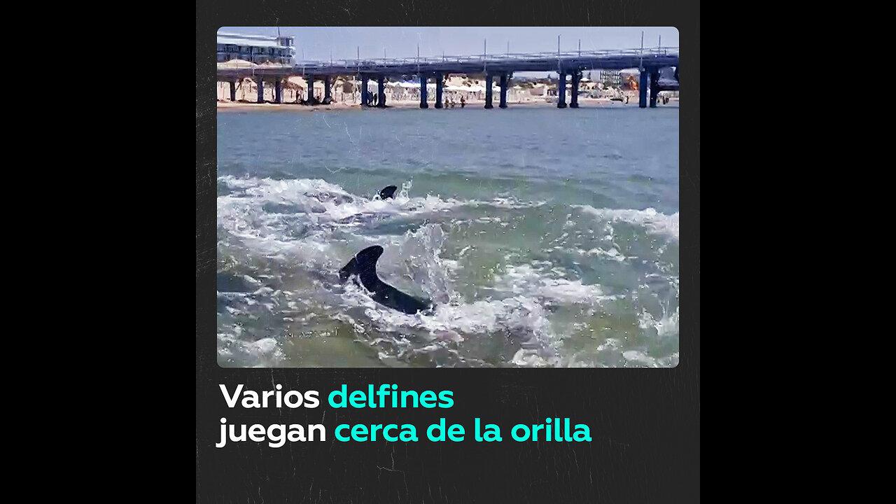 Los delfines hacen las delicias de los veraneantes en el sur de Rusia