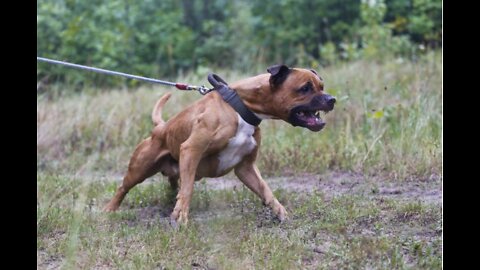 Leash reactive dog training