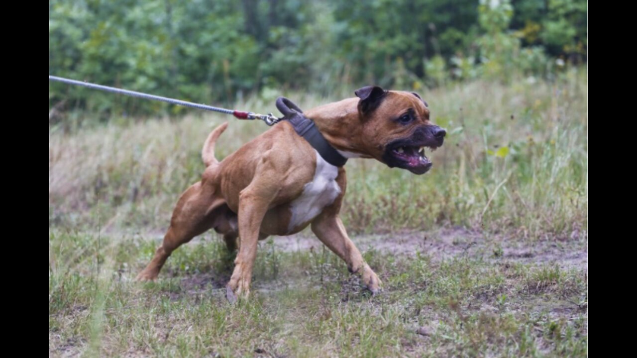 Leash reactive dog training