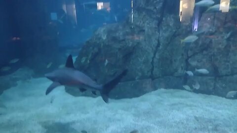 aquarium wedding in NJ