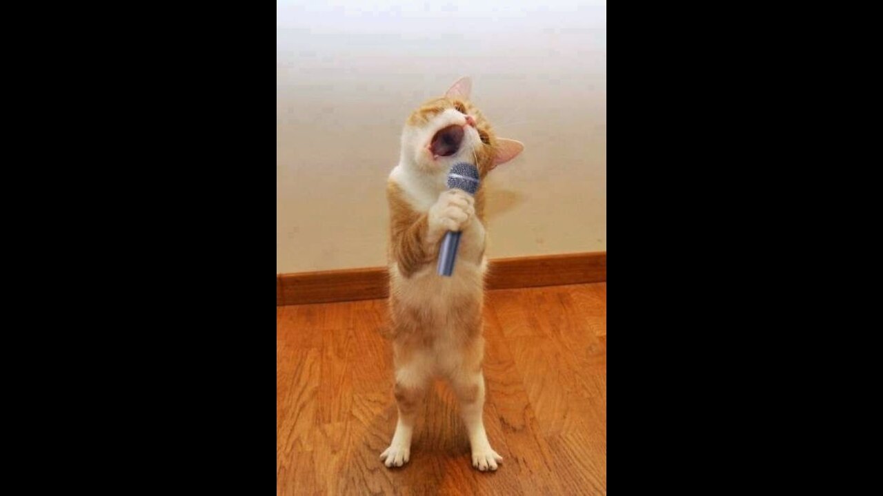 The strangest funny video about cats