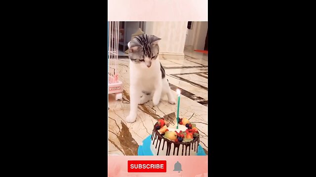 funny cat