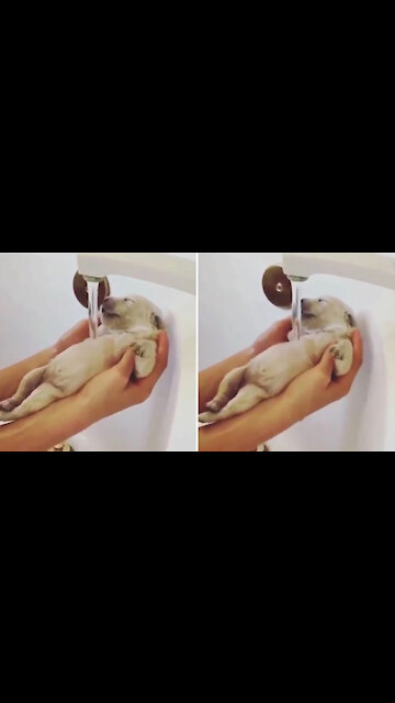 puppy is too tired to shower