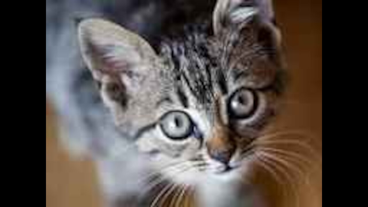 Funny home pets