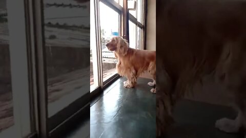 dogshow golden, shorts