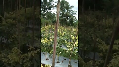 #petani #petaninusantara