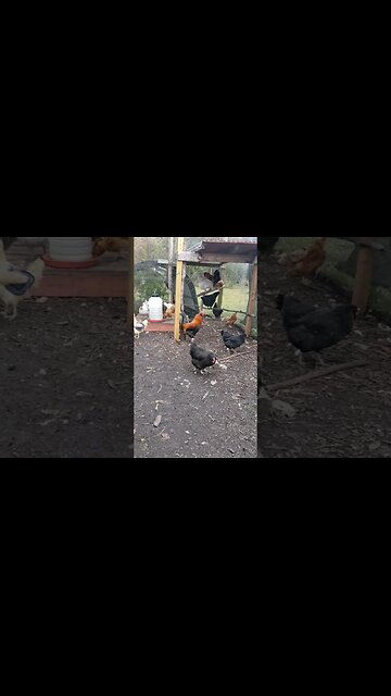 Enjoying A Cool Windy Day #chickens #chickenshorts #chickenlife