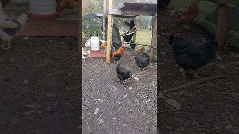 Enjoying A Cool Windy Day #chickens #chickenshorts #chickenlife