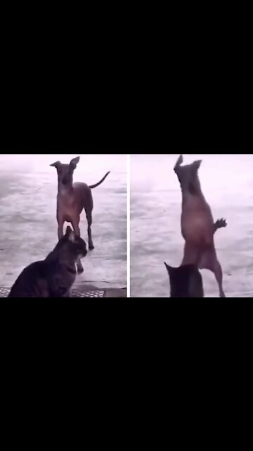 Crazy Dog Starts Dancing And Cat Surprises
