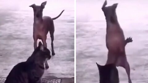 Crazy Dog Starts Dancing And Cat Surprises