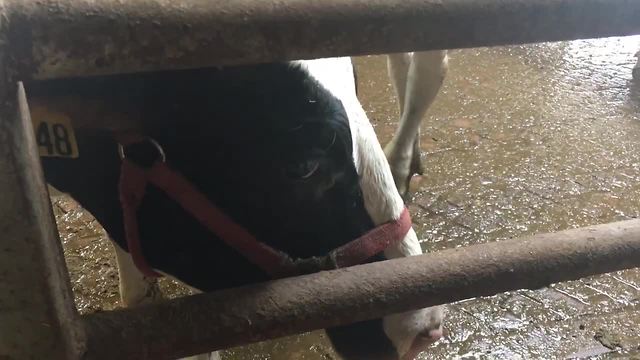 Shatto Milk Company behind on production after water line break