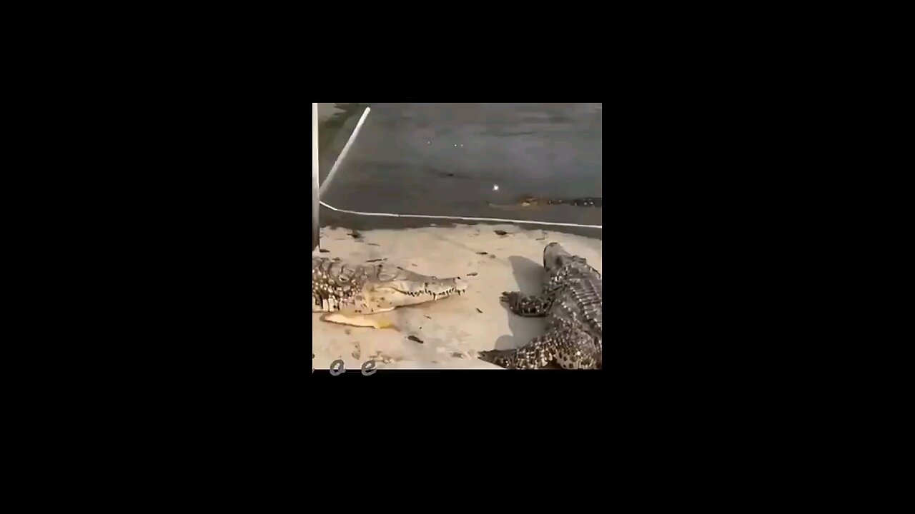 funny animal video