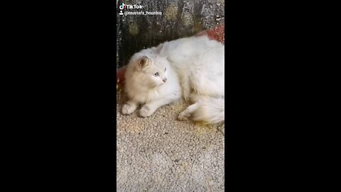 Beautiful White Shirazi Cats