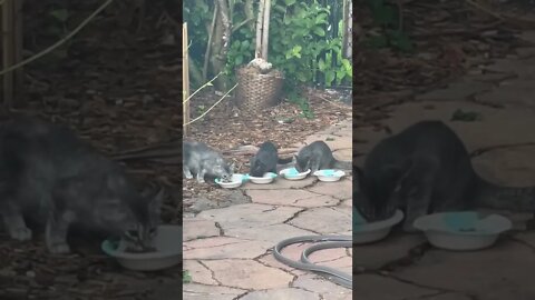 Feeding time for stray cats