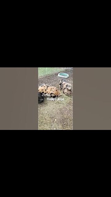Bacon, Ham & Sausage enjoying some Hay. Kune Kune Love