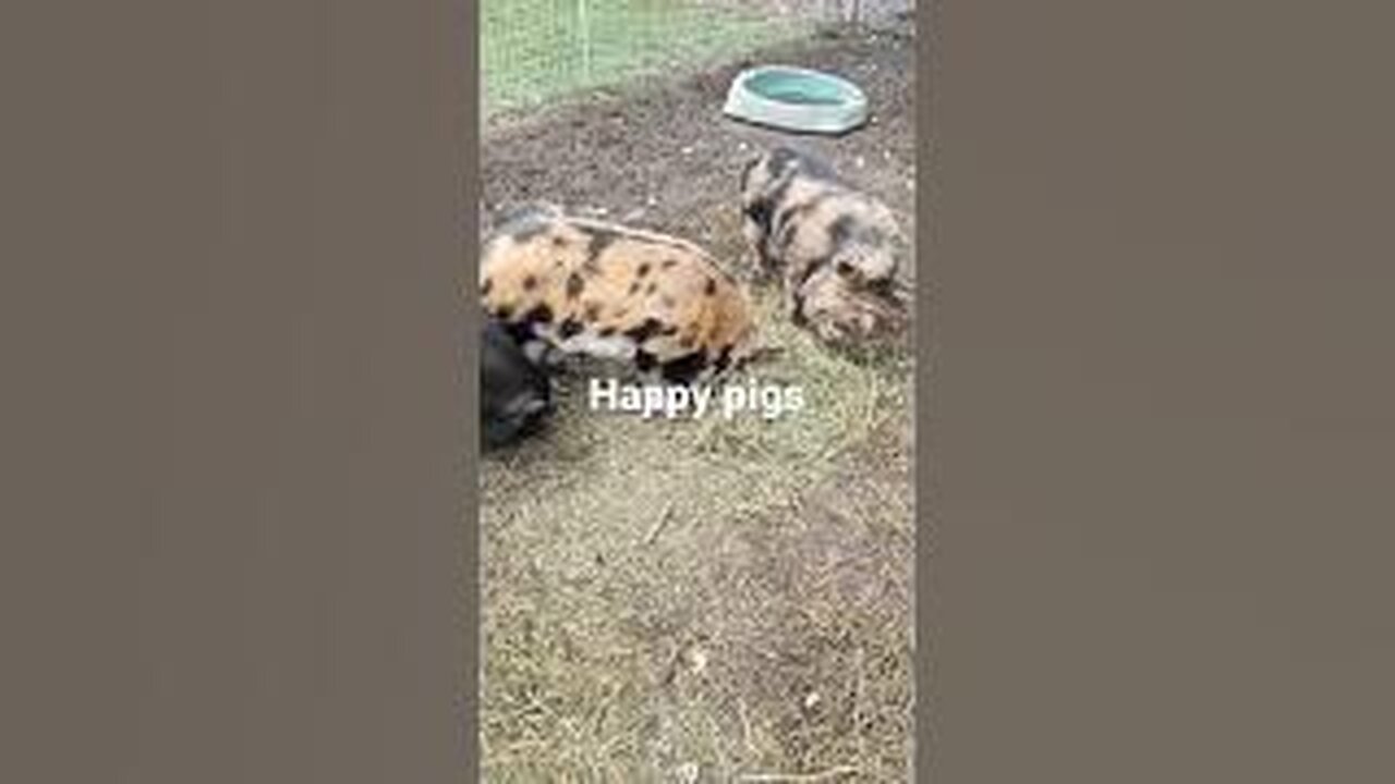 Bacon, Ham & Sausage enjoying some Hay. Kune Kune Love