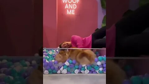 Pets enjoying with his owner #funnyvideo #petvideos