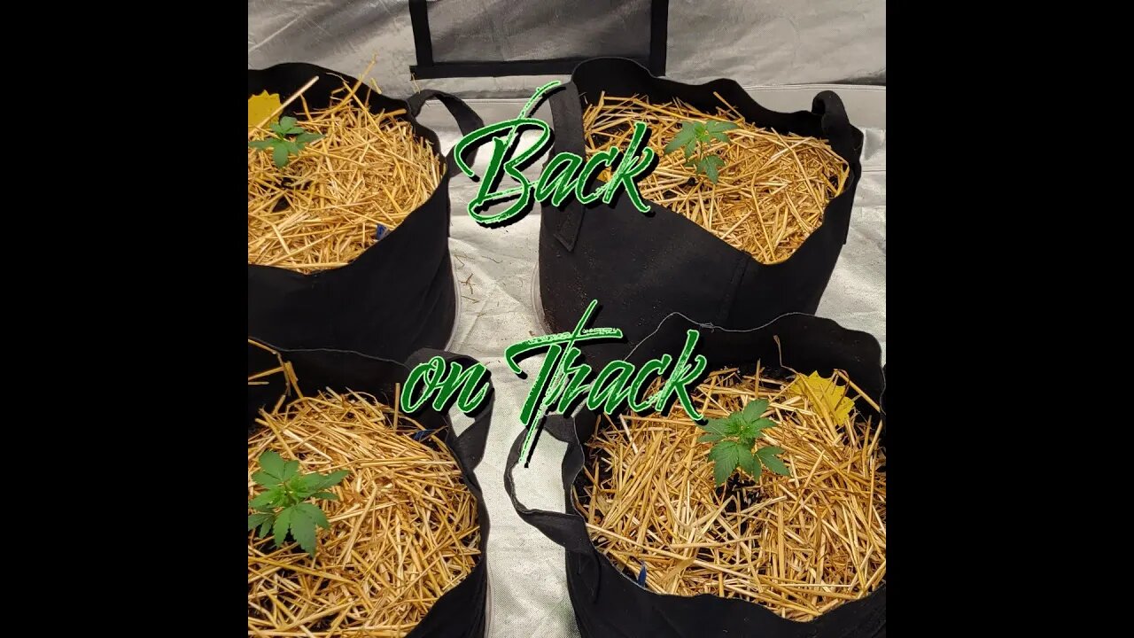 Back on Track #marshydro #TSW2000 #RootedLeaf