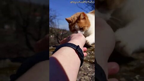 Kind Gesture: Feeding Stray Cats with Tender Roast Chicken