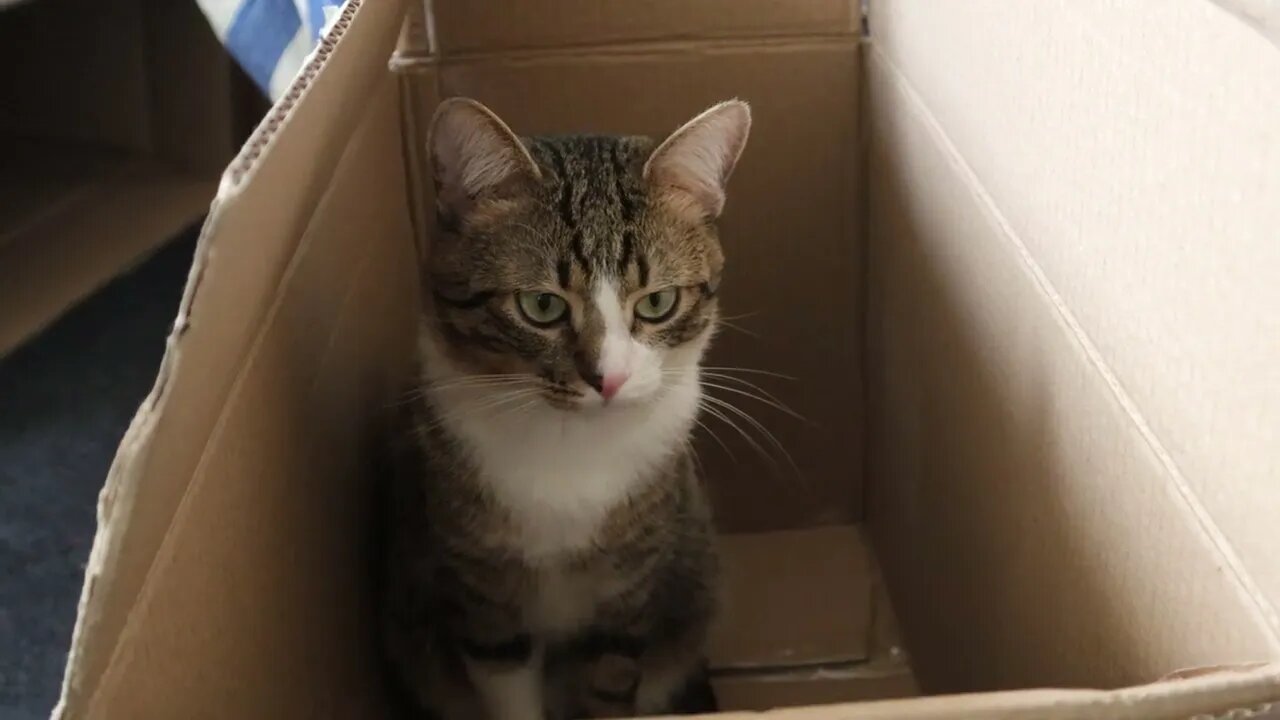 Cat Looks so Innocent in the Box