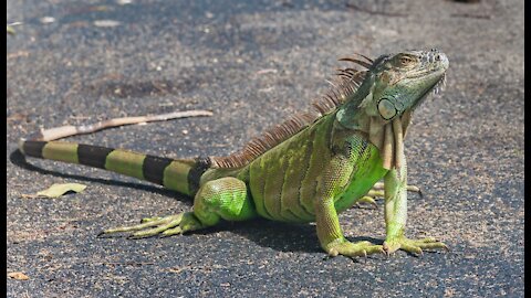 Aquela visitinha inesperada de uma IGUANA! 😍 🥰🦎