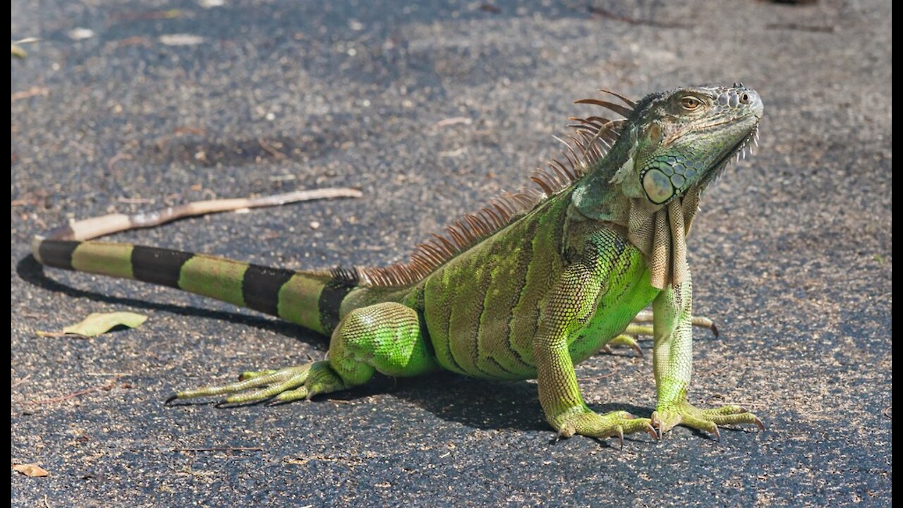 Aquela visitinha inesperada de uma IGUANA! 😍 🥰🦎