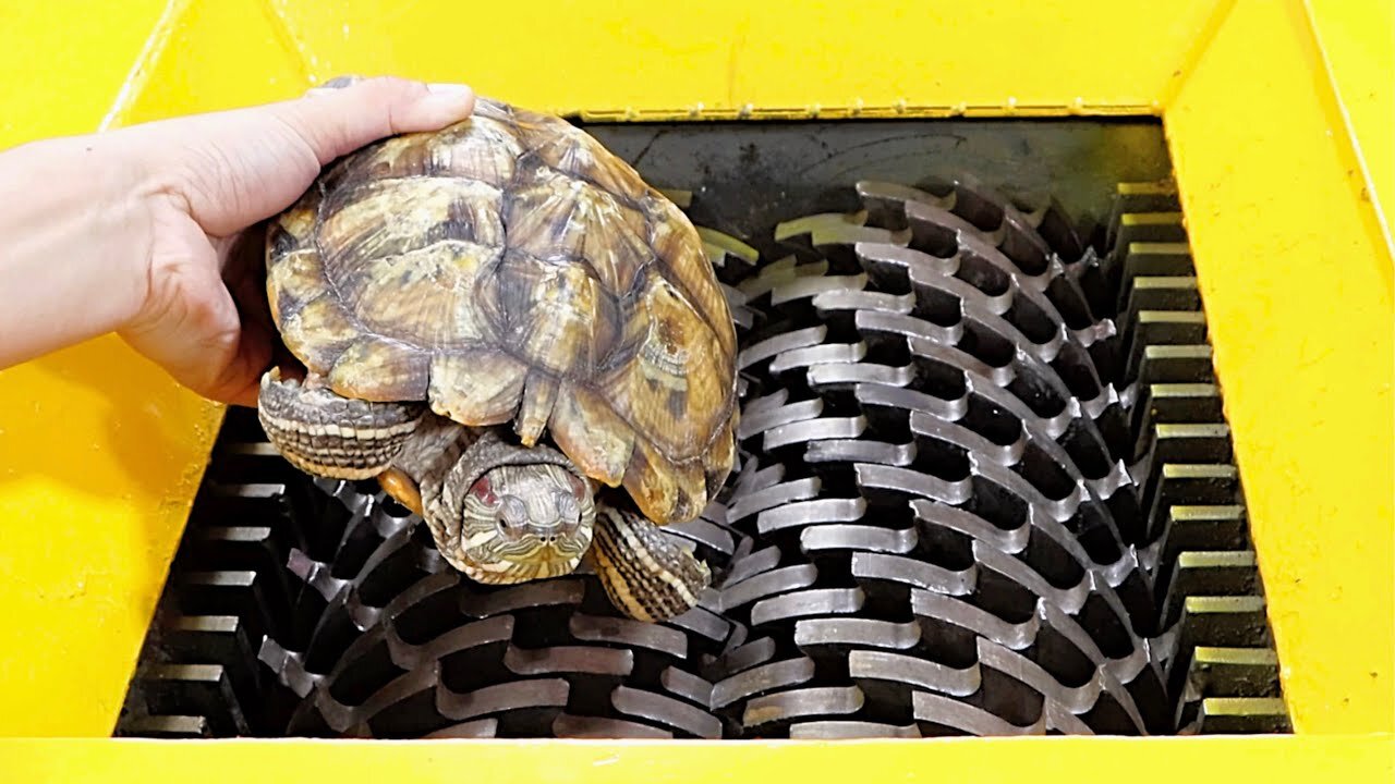 Turtle VS Shredder ! Test the hardness of the turtle shell. It lets people release the pressure !