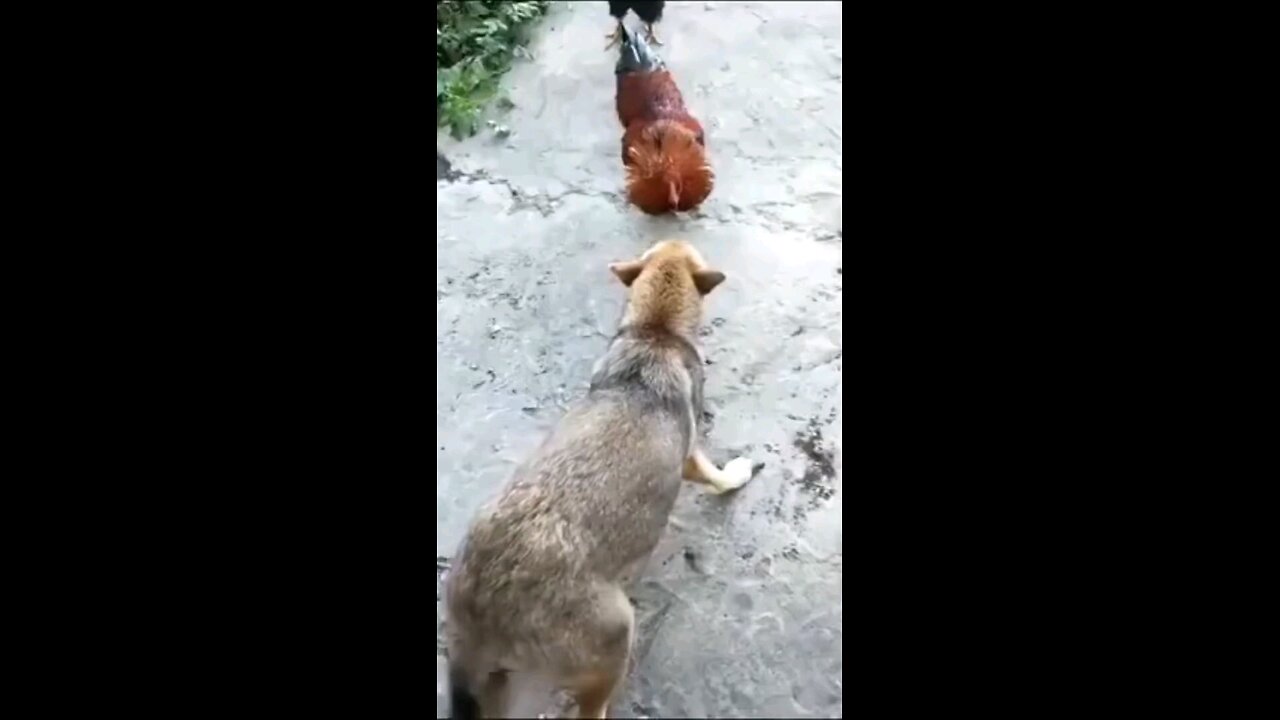 funny moments of animals. watch till end 😂😂😂