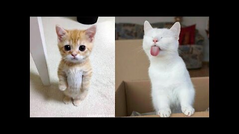 Cute Cats doing funny things ##006