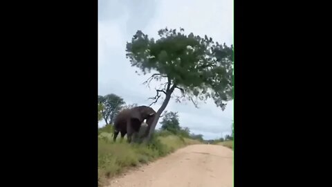 Elephant making a butt scratcher