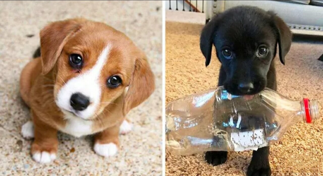Cute Puppies 😍 Cute Funny | Cute Buddy