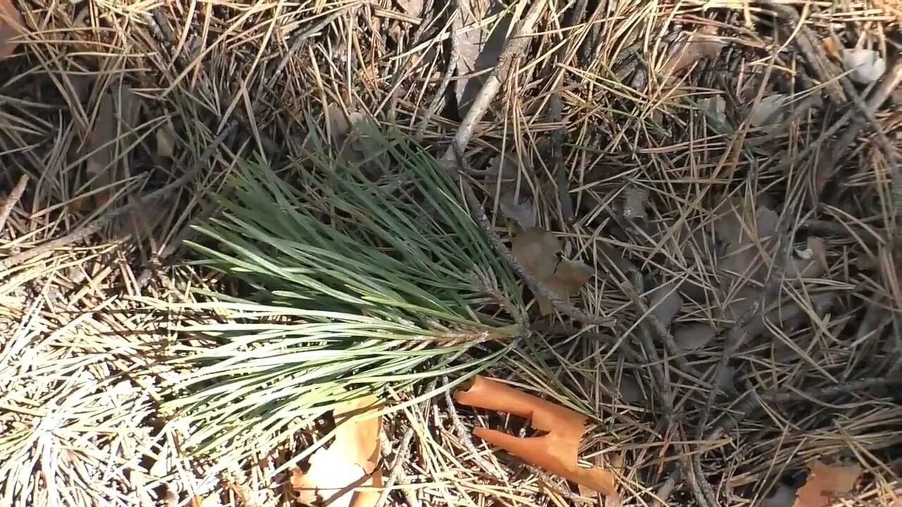 A jungle shelter in the jungle, fried eggs with sausage14