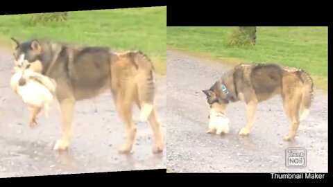 crazy Lion funny video,lion ,cat,dog