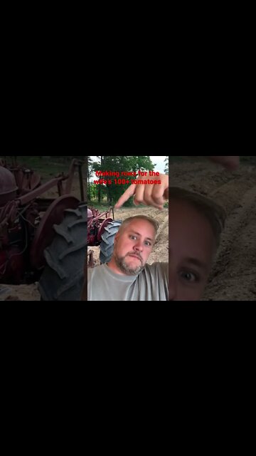 Laying off rows for the wife's 100+ tomatoes