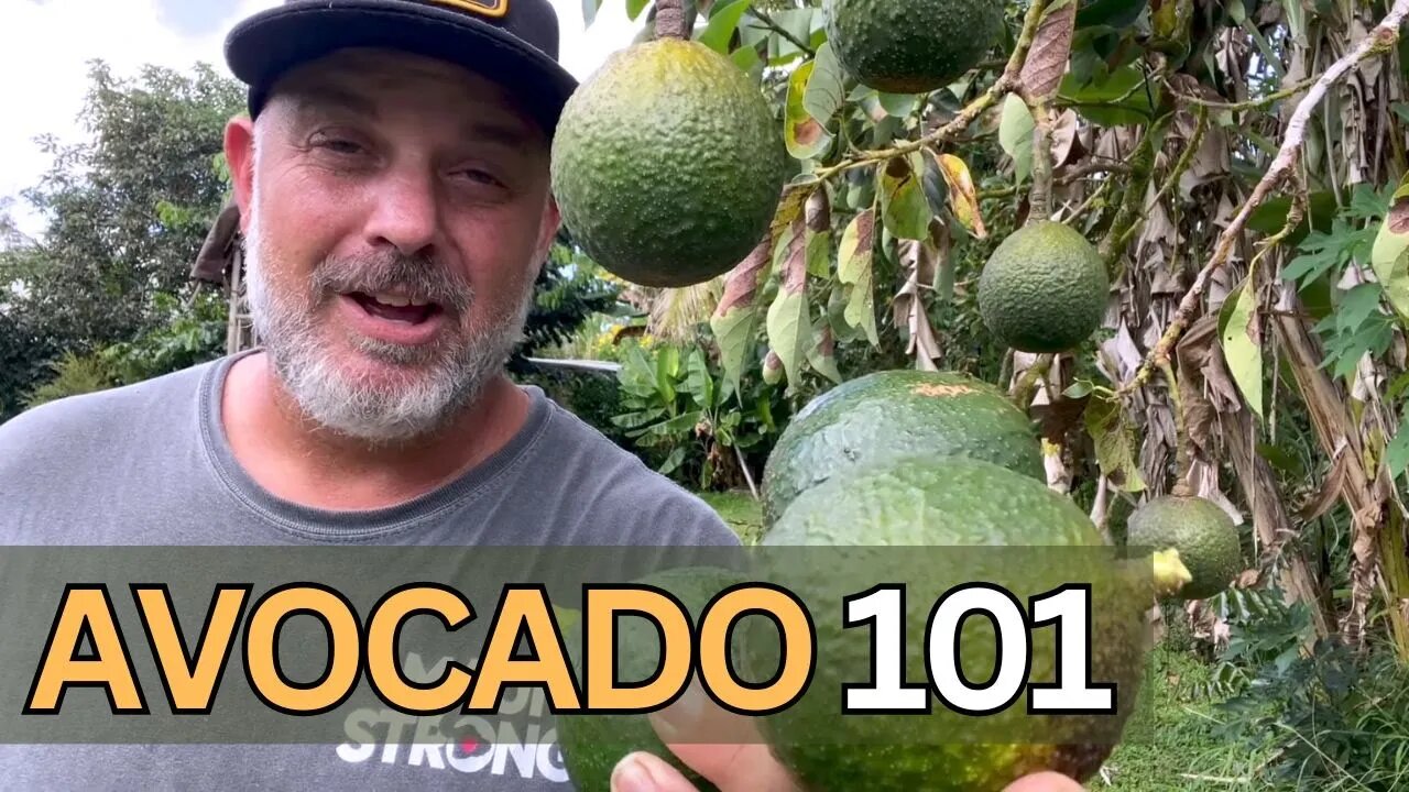 Avocados 101: Growing in the Tropics from Seed to Tree