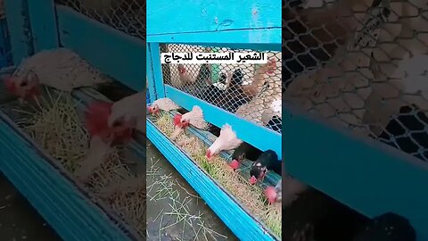 الشعير المستنبت للدجاج #دجاج #chicken