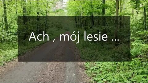 ach , mój lesie ...