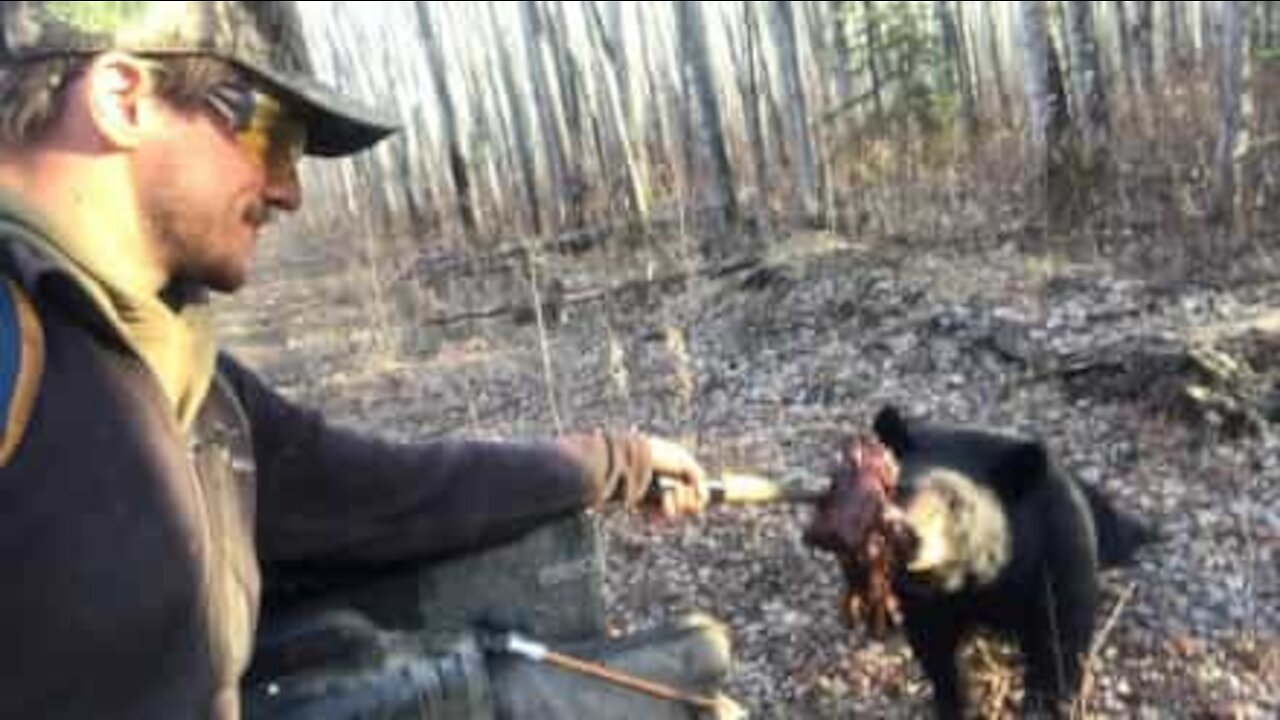 Homem alimenta à mão urso selvagem no Canadá